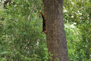 Maybe not the king of the jungle...but the Malabar squirrel is the king of squirrels.