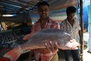 The one that didn't get away - Cochin fish market.