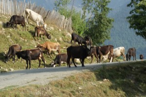 Traffic Svaneti style