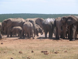 A great time of year for safaris