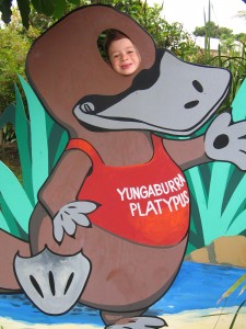 The only platypus we saw in Yungaburra
