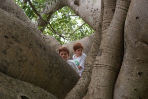 Banyan tree fun