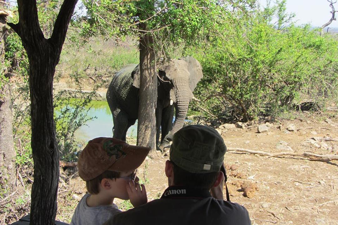 elephant in south african safari