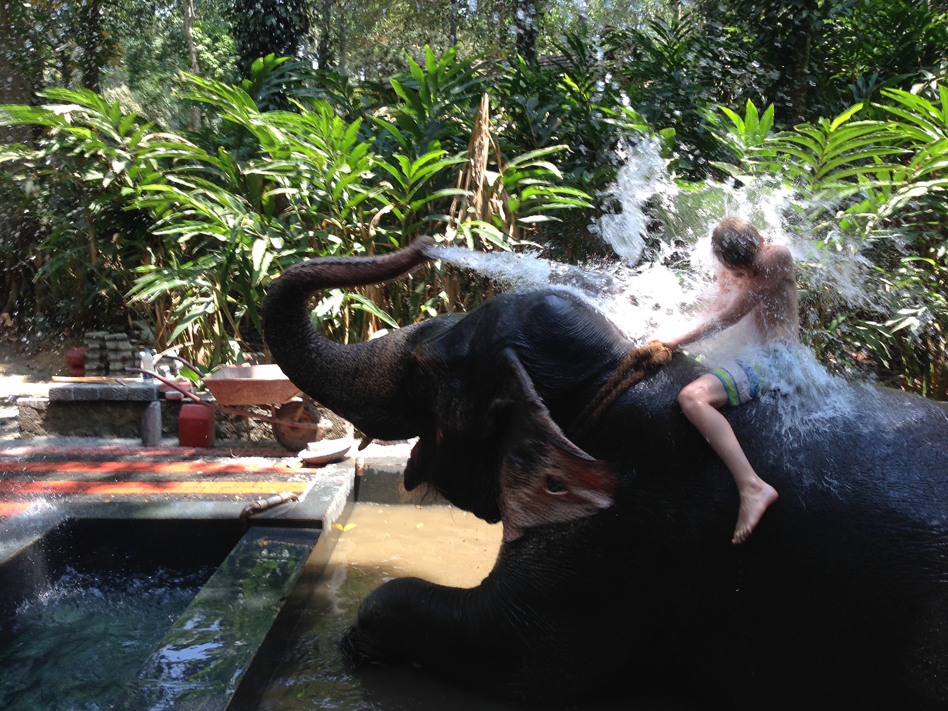 elephant spraying kid