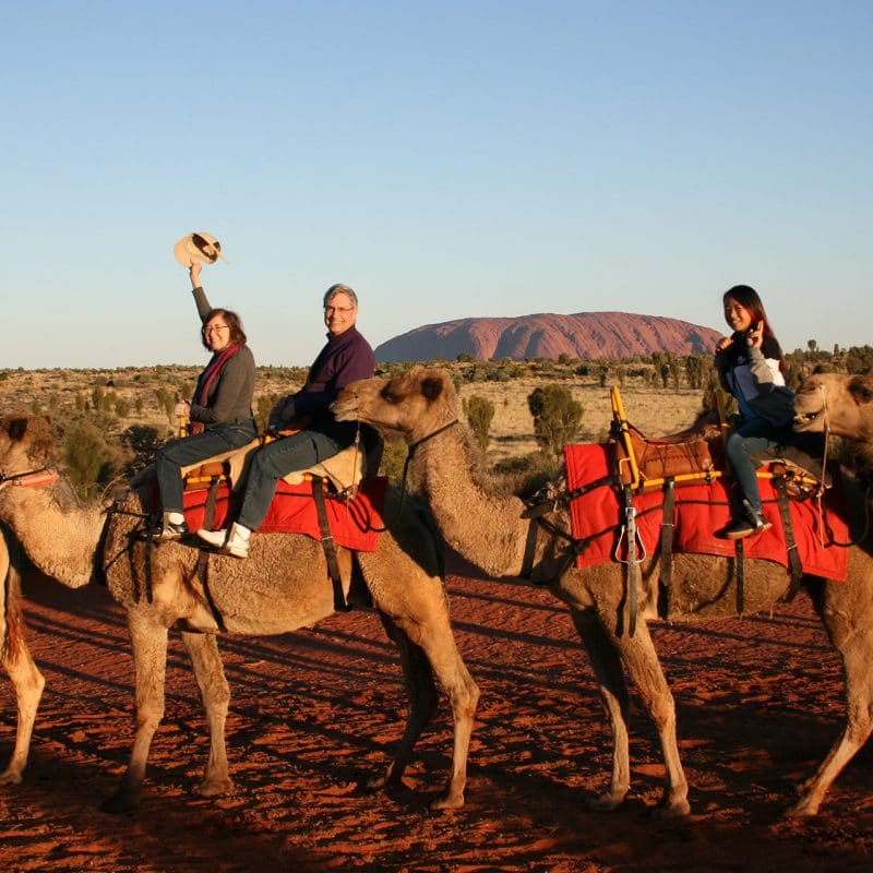 uluru ayers rock camel