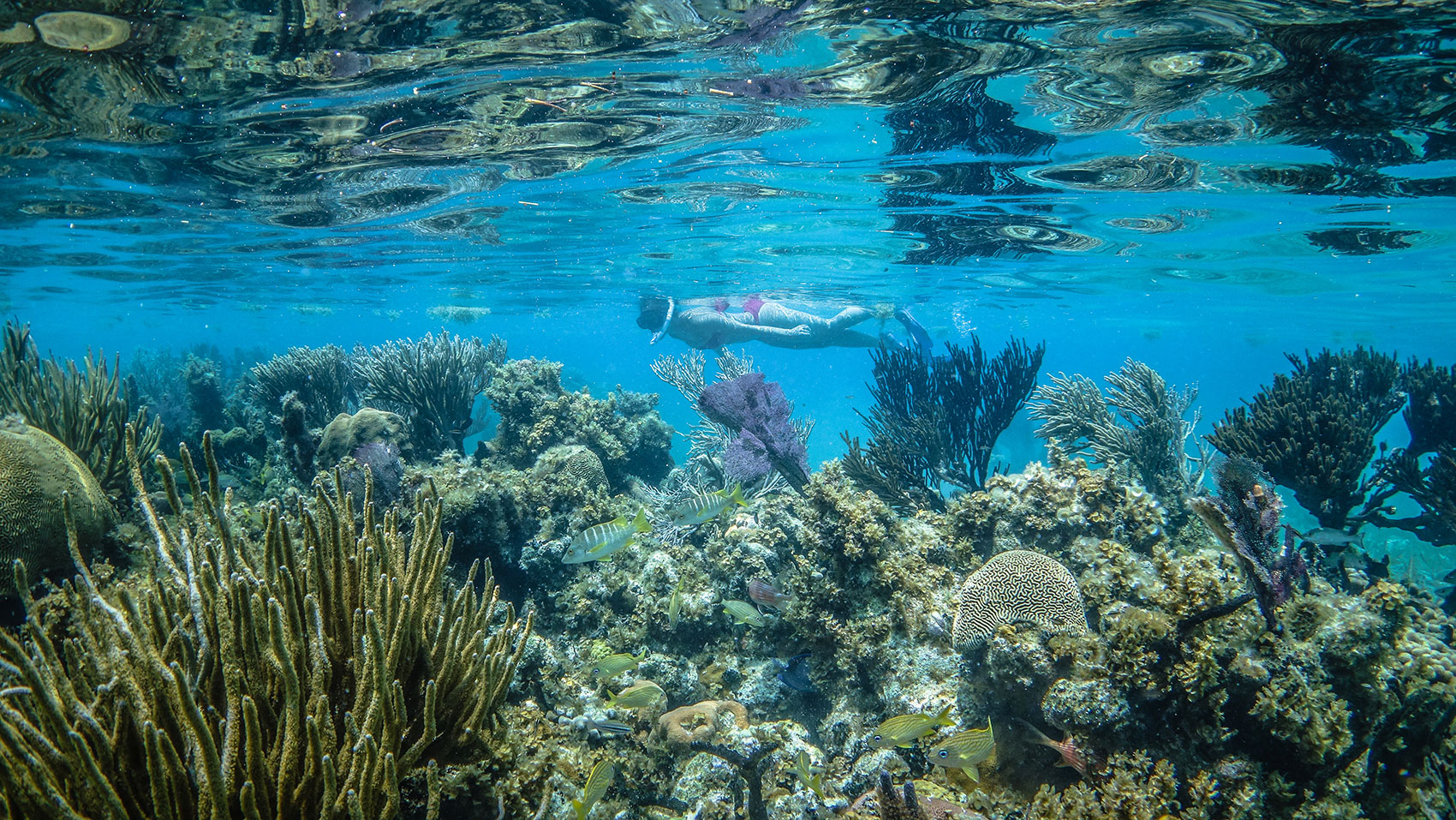 Snorkeling in Belize