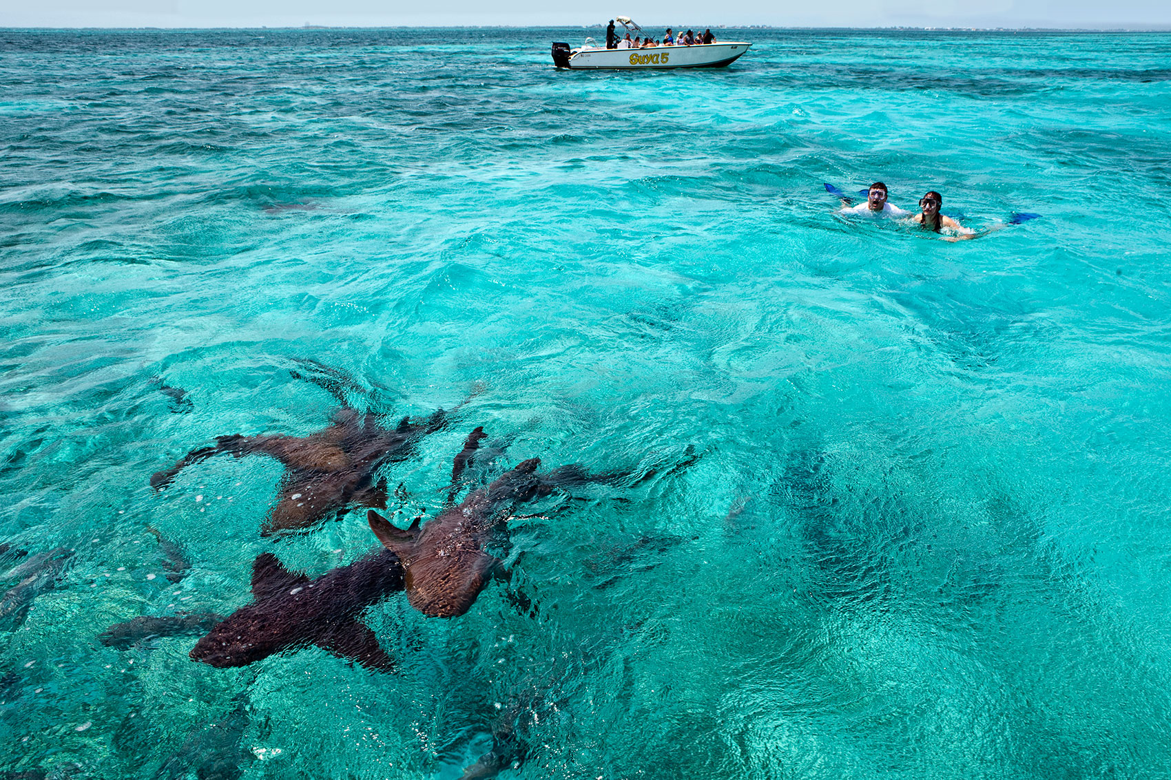 Snorkeling with sharks in Belize
