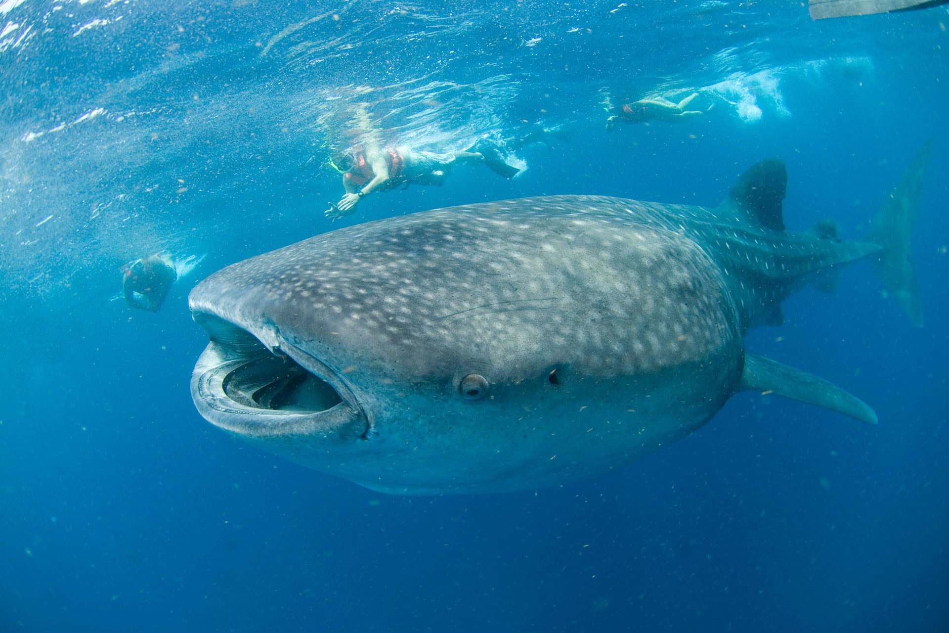 whale shark in mexico