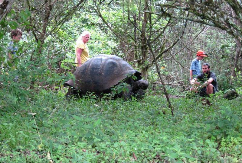 giant tortoise in the galapagos
