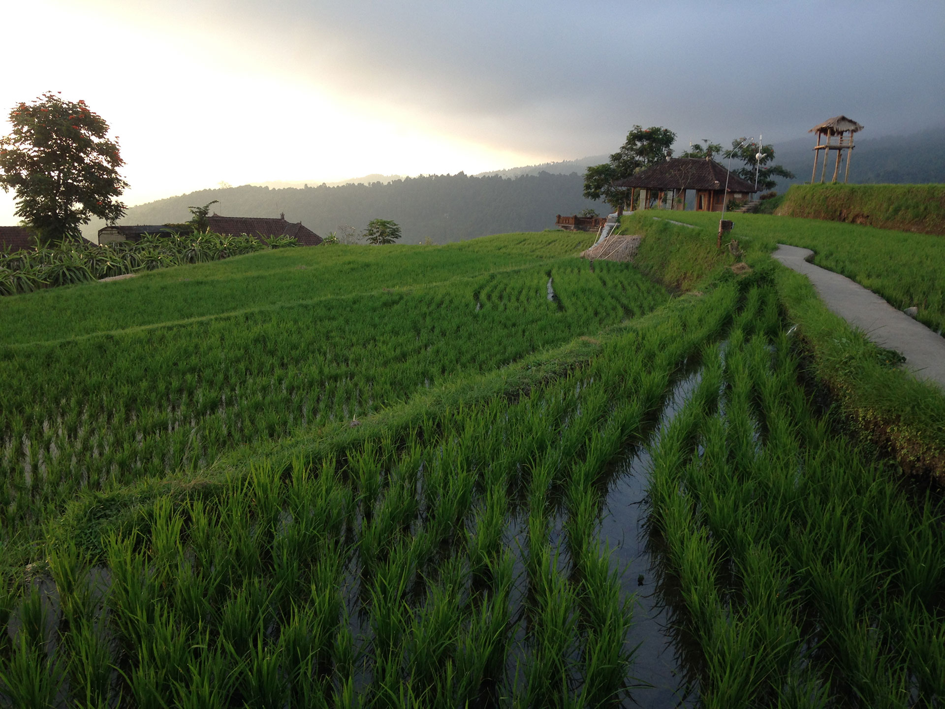 rice paddies in indonesia