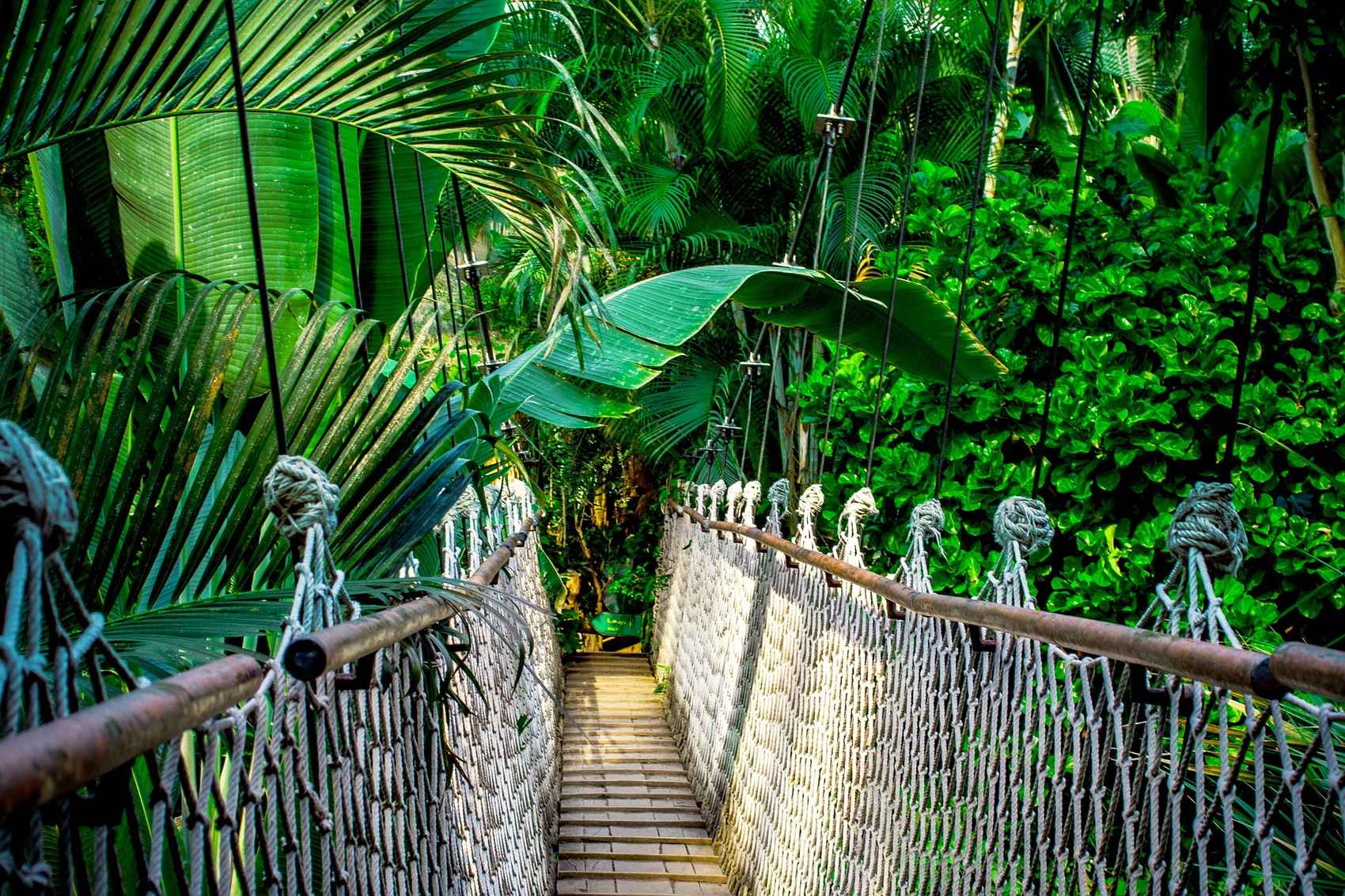 Bridge through the trees in the Amazon