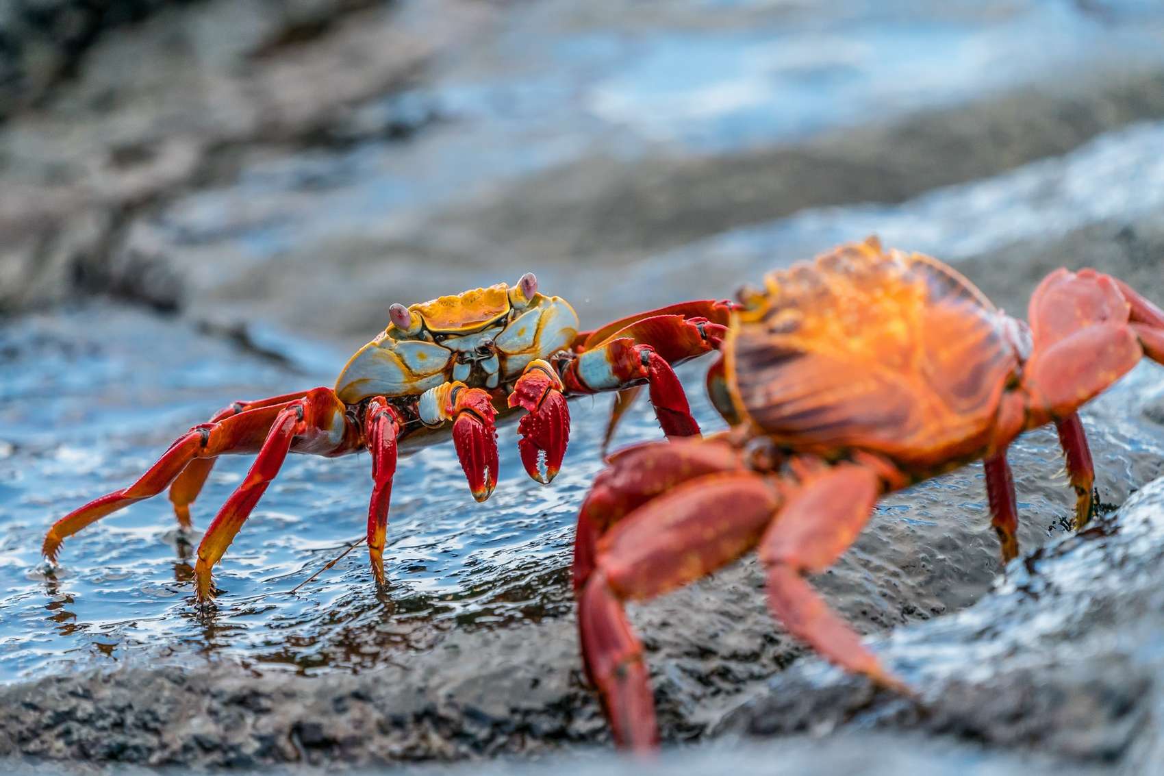 Crabs on the Galapagos Islands