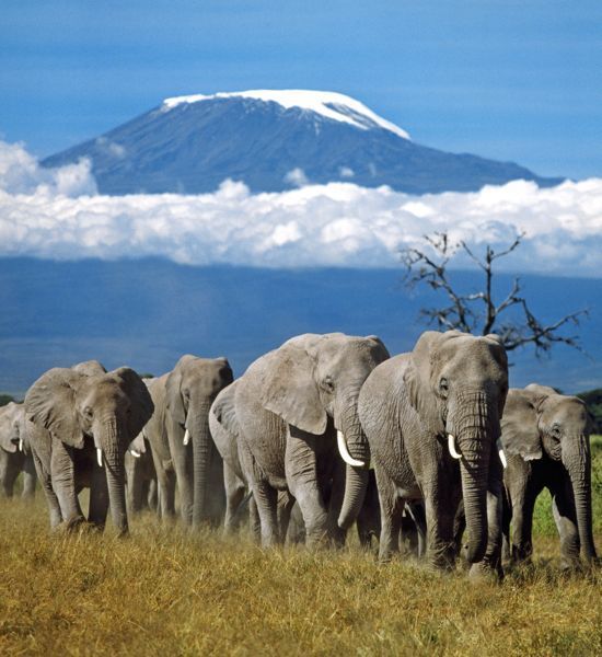 East Africa elephants