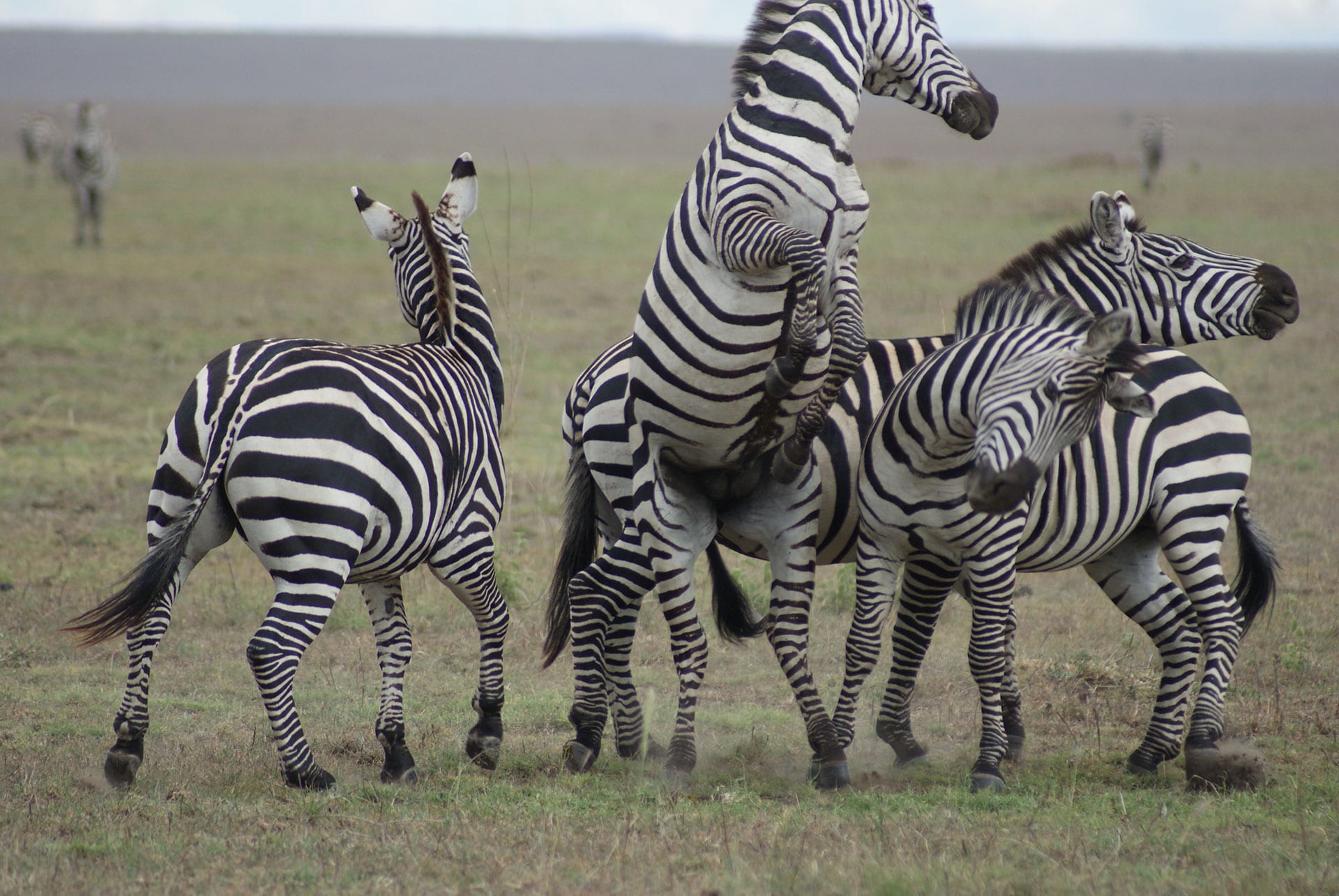 zebras in east africa