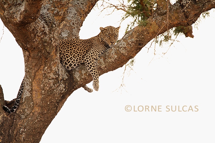 leopard on tree by lorne sulcas