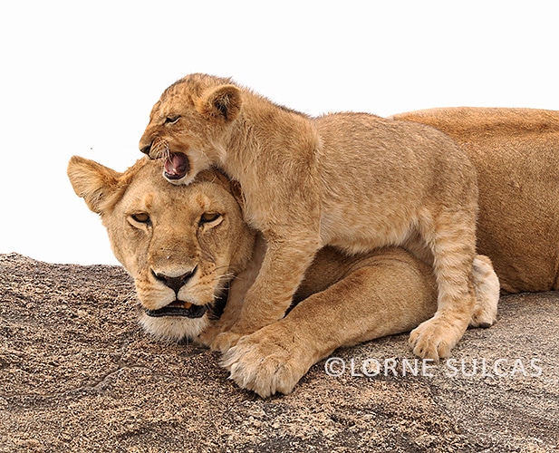 lion and cub in lorne sulcas