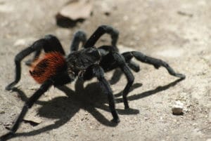 giant tarantula
