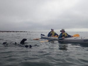 kayaking with seals