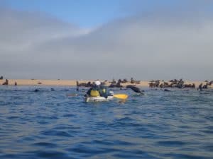 Kayaking with seals in Namibia