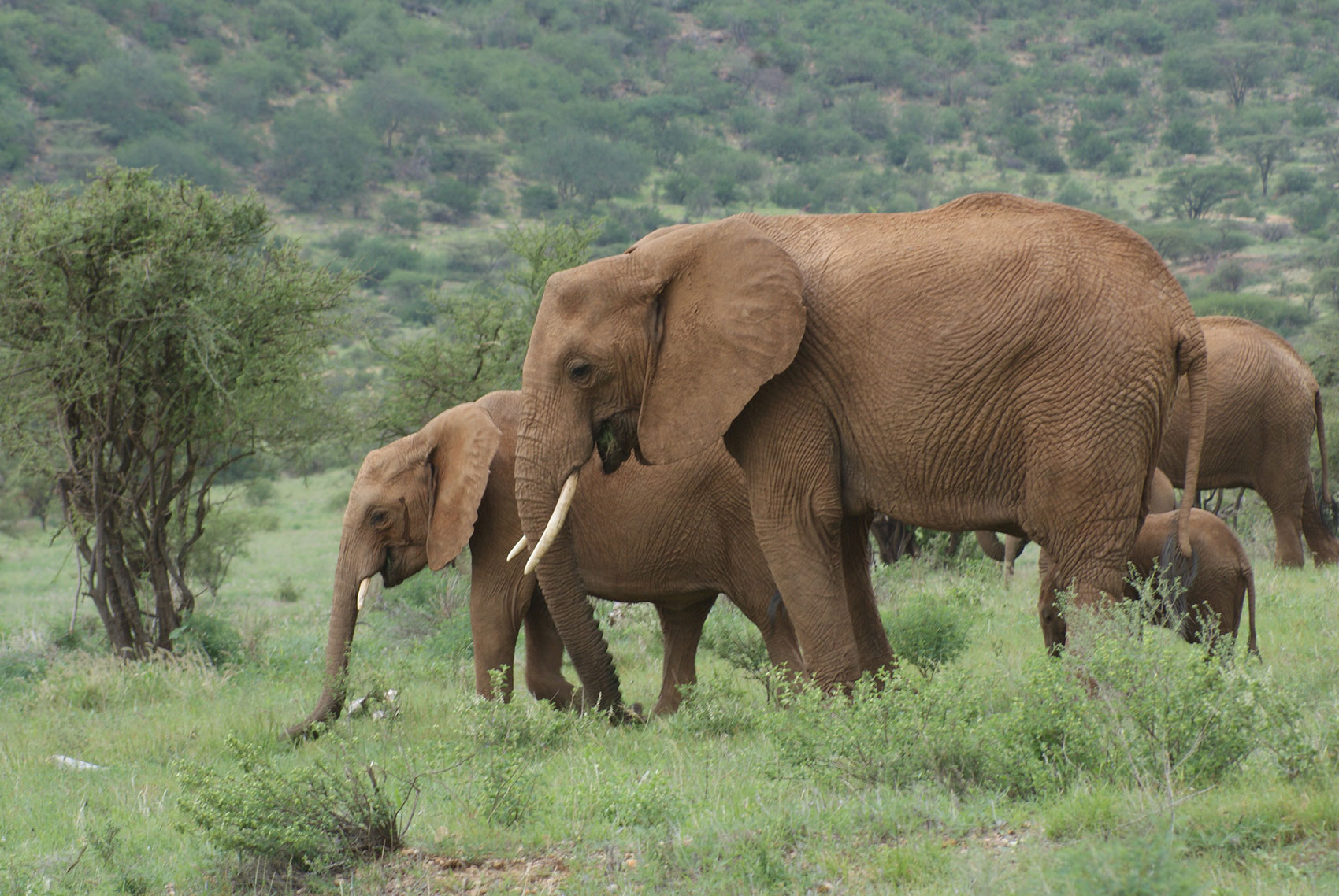 Elepehants on African Safari