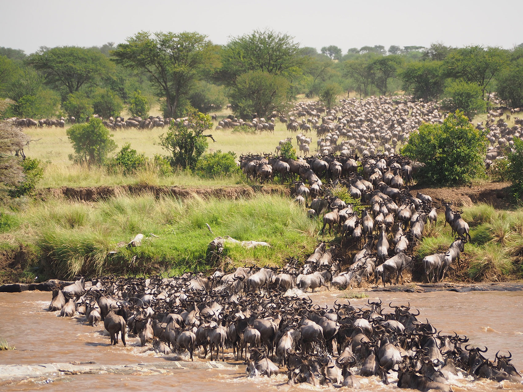Wildebeest Great Migration in Africa