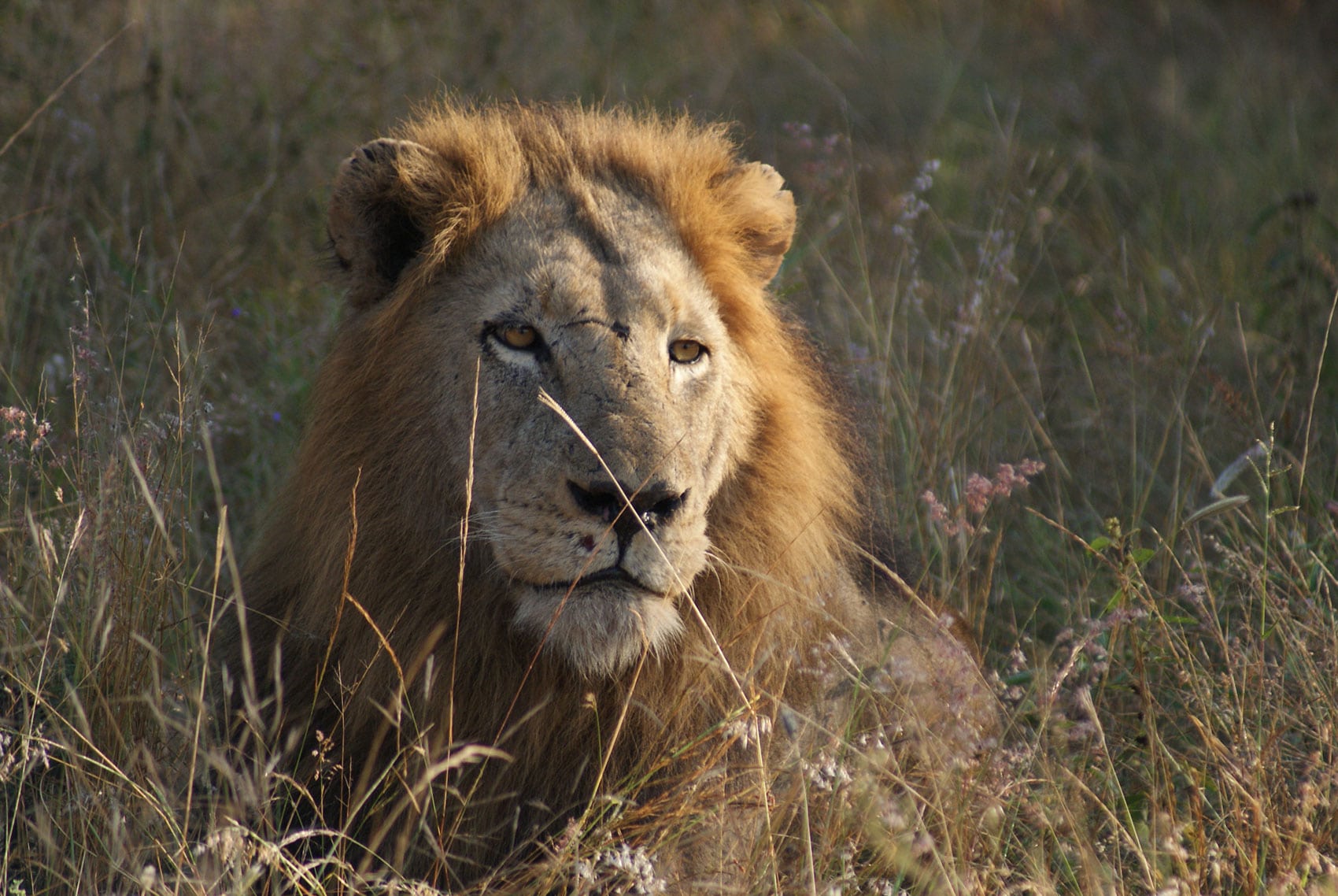 Lion on an East Africa Safari